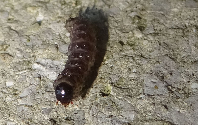 non so.........larva di Mecoptera Panorpidae